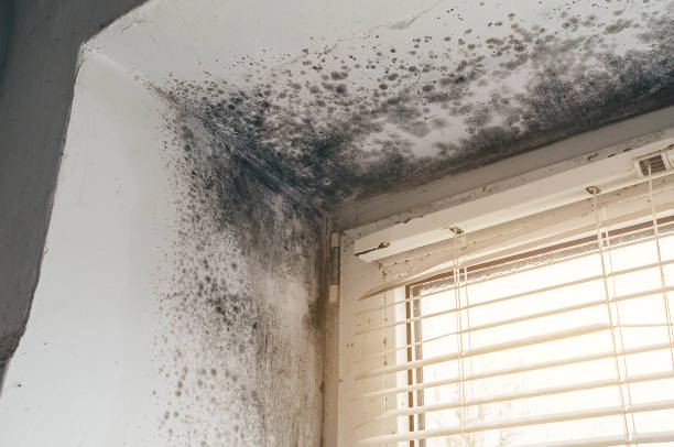 Affordable Black Mold Remediation solutions in Eaton, CO